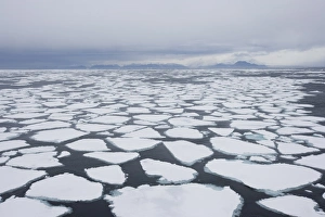 Ice Berg Prints: Ice floe, drift ice, Greenland, Arctic, Polar Regions