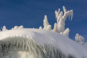 Icicle Prints: Detail of ice formations along Tornetrask Lake bank, Abisko National Park, Sweden