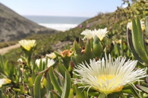 Flowers Prints: Ice plant (Hottentot fig) (Carpobrotus edulis)
