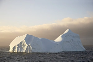Ice Berg Prints: Icebergs at dawn off Laurie Island