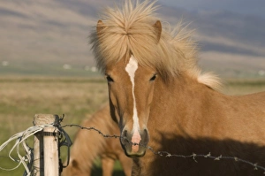 Images Dated 9th June 2009: Iceland horse, Skagheidi, Iceland, Polar Regions