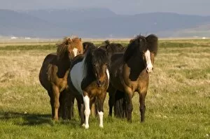 Iceland ponies near the village of Skagheidi, Iceland, Polar Regions
