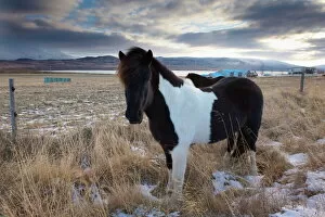 Icelandic horse near Lake Lagarfljot (Logurinn), near Egilsstadir, Fljotdalsherad valley