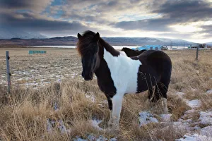 Images Dated 28th October 2008: Icelandic horse near Lake Lagarfljot (Logurinn), near Egilsstadir, Fljotdalsherad valley