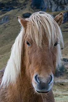 Animal Head Prints: Icelandic horse near Vik, Iceland, Polar Regions