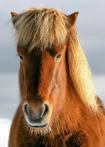 Gaze Prints: An Icelandic horse portrait in winter, Iceland, Polar Regions