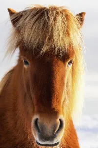 Domesticated Prints: An Icelandic horse portrait in winter, Iceland, Polar Regions