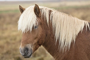 Mane Prints: Icelandic horse, Snaefellsnes peninsula, Iceland, Polar Regions