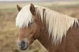 Snaefellsnes Peninsula Gallery: Icelandic horse, Snaefellsnes peninsula, Iceland, Polar Regions