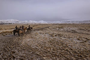 Working Animals Prints: Icelandic horseback riders, Hveragerdi, Iceland, Polar Regions