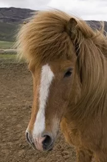 Images Dated 1st June 2007: Icelandic horses