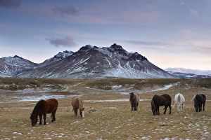 Images Dated 24th October 2008: Icelandic horses in Fjardara valley, Borgarfjorur Eystri fjord, near Bakkagerdi