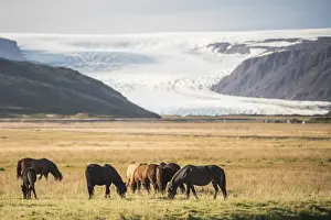 Ice Cap Prints: Icelandic horses with a glacier running down from the Vatnajokull Ice Cap behind