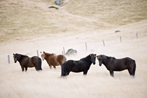 Four Animals Prints: Icelandic horses, Iceland, Polar Regions