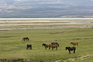 Icelandic horses, Lagarfljot lake, Egilstadir, Iceland, Polar Regions
