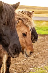 Fence Prints: Three Icelandic horses lined up behind a wire fence showcasing their strong profiles and layered manes in Iceland