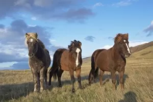 Icelandic hors es at Mids andur, Hvalfjordur, north of Reykjavik, Iceland, Polar Regions