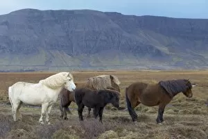 Images Dated 10th October 2008: Icelandic horses near Hrisar (Hvammsfordur), West Iceland, Iceland, Polar Regions