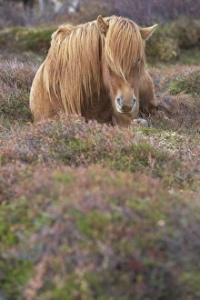 Images Dated 10th October 2008: Icelandic horses near Hrisar (Hvammsfordur), West Iceland, Iceland, Polar Regions
