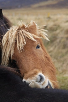 Images Dated 19th October 2008: Icelandic horses near Neskaupstadur in Nordjfordur fjord, one of the East Fjords