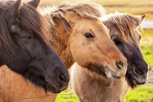 Horses Prints: Three Icelandic horses near Seljalandsfoss enjoy warm afternoon light with thick winter coats showcasing their distinct
