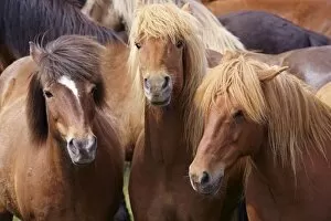 Images Dated 6th July 2009: Icelandic horses, near Skogar, South Iceland (Sudurland), Iceland, Polar Regions