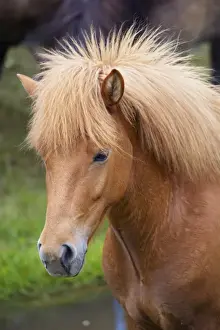 Icelandic horses, near Skogar, South Iceland (Sudurland), Iceland, Polar Regions