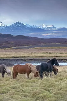 Farm Collection: Icelandic horses near Snorrastadir, snow-covered peaks of Ljosufjoll behind