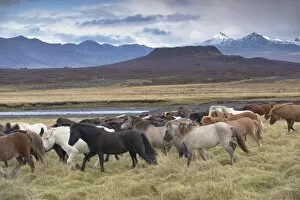 Images Dated 7th October 2008: Icelandic horses near Snorrastadir, Eldborg volcano, snow-covered peaks of Ljosufjoll