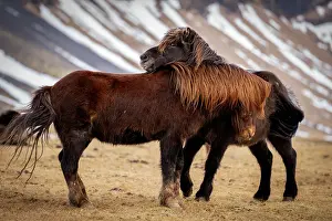 Horses Prints: Icelandic horses, Snaefellsness Peninsula, Iceland