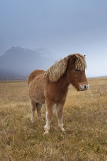 Images Dated 19th October 2008: Icelandic horses and snow-capped mountains near Neskaupstadur in Nordjfordur fjord