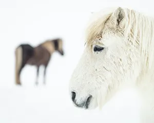 Blurry Prints: Icelandic horses in snow covered field, Iceland, Polar Regions