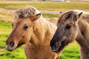 Mammals Prints: Two Icelandic horses stand together in a grassy field near Seljalandsfoss in Iceland under bright skies