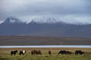 Icelandic horses in Vatsnes Peninsula, with snow-covered mountains in October