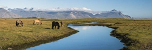 Four Animals Prints: Icelandic horses with Vestrahorn behind, Iceland, Polar Regions