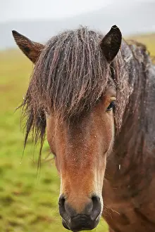 Stykkisholmur Prints: An Icelandic pony, in countryside near the town of Grundarfjordur