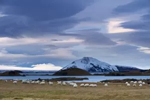 Icelandic sheep on east shore of Lake Myvatn, pseudo-craters and Mount Vindbelgjarfjall