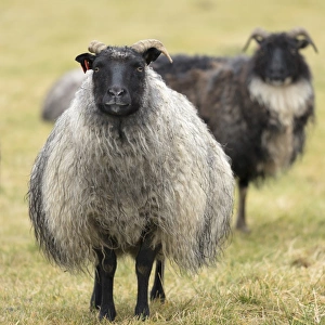 Ovis Aries Prints: Icelandic sheep, Kirkjufell, Iceland, Polar Regions
