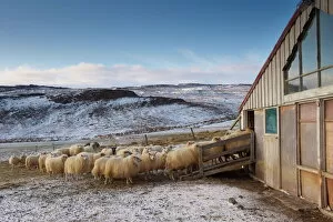 Farm Collection: Icelandic sheep near Lake Lagarfljot (Logurinn), near Egilsstadir, Fljotdalsherad valley