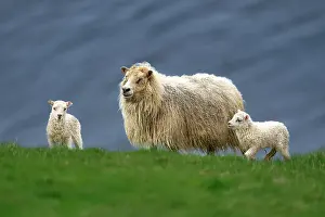 Animal Behavior Prints: An Icelandic sheep (Ovis aries)