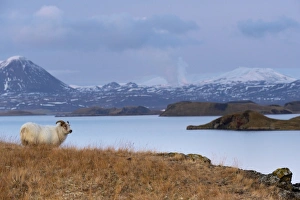 Images Dated 14th October 2008: Icelandic sheep on the shores of Lake Myvatn, Mount Hlidarfjall, 771m, visible in the distance