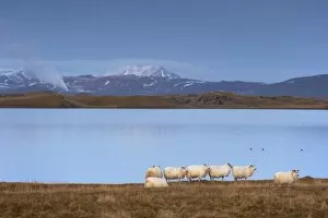 Icelandic sheep on the shores of Lake Myvatn, Mount Hlidarfjall, 771m, visible in the distance
