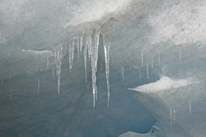 Icicles Prints: Icicles on the face of the Athabasca Glacier