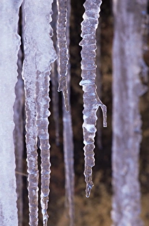 Mid West Prints: Icicles, Zion National Park