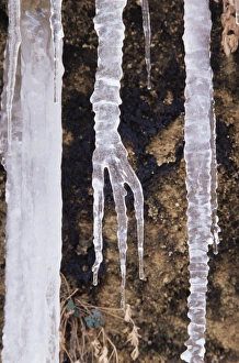 Mid West Prints: Icicles, Zion National Park, Utah, United States of America, North America