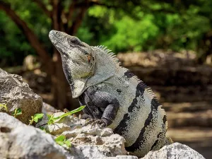Campeche Prints: Iguana at Edzna Archaeological Site, Campeche State, Mexico