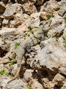 Campeche Prints: Iguana at Edzna Archaeological Site, Campeche State, Mexico