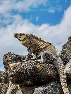 Monte Prints: Iguana at El Castillo, Xunantunich Archaeological Site, Cayo District, Belize