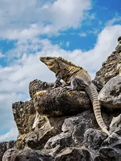 Belize Prints: Iguana at El Castillo, Xunantunich Archaeological Site, Cayo District, Belize