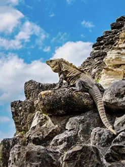 Belize Prints: Iguana at El Castillo, Xunantunich Archaeological Site, Cayo District, Belize